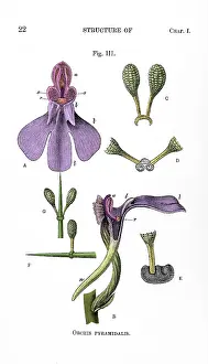 Orchid: Darwin's Orchis Pyramidalis, Illustration