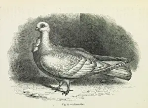 Columbidae: Darwin's Pigeons, African Owl