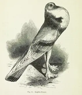 Columbidae: Darwin's Pigeons, English Pouter