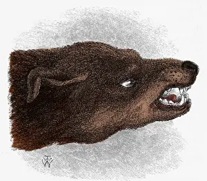 Fangs: Darwin's Snarling Dog, 1872