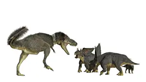Torosus: Daspletosaurus attacking a group of Chasmosaurus dinosaurs