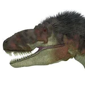 Torosus: Daspletosaurus dinosaur head