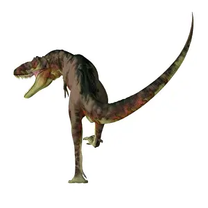 Genus: Daspletosaurus dinosaur, rear view on white background