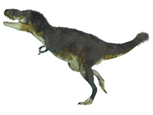 Torosus: Daspletosaurus dinosaur, white background