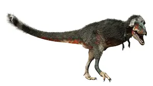 Torosus: Daspletosaurus dinosaur on white background