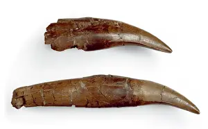 Tyrannosaur: Daspletosaurus teeth