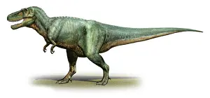 Torosus: Daspletosaurus torosus, a prehistoric era dinosaur