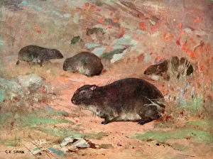 Capensis: DASSIE/HYRAX CAPENSIS