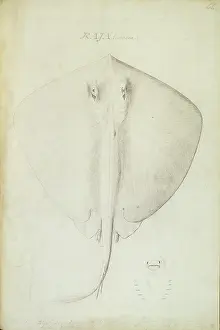 Batoidea: Dasyatis pastinaca, common stingray
