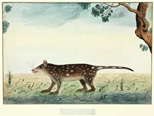 Watling: Dasyurus maculatus, spotted quoll