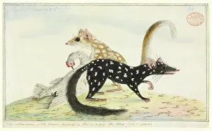 Marsupialia: Dasyurus viverrinus, eastern native cat or quoll