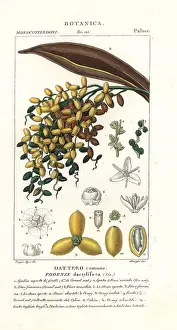 Dactylifera: Date palm, fruit, Phoenix dactylifera