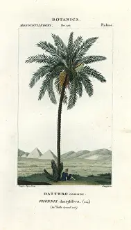 Stanghi: Date palm, Phoenix dactylifera