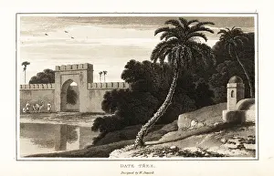 Zoography: The date palm, Phoenix dactylifera, in Arabia