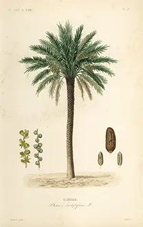 Maubert: Date palm tree, Phoenix dactylifera