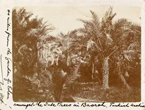 Basrah: Date Palms, Basra, Iraq