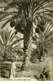 Biskra: Date picking, Biskra