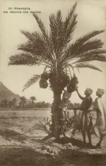 Ghardaia: Date picking, Ghardaia