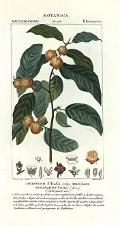 Verico: Date plum, Diospyros lotus