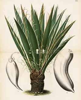Stroobant: Datil yucca or banana yucca, Yucca baccata