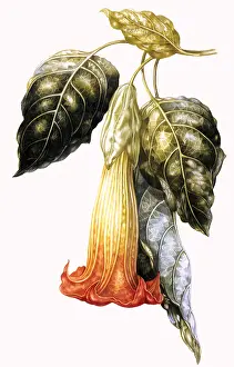 Waxy: Datura
