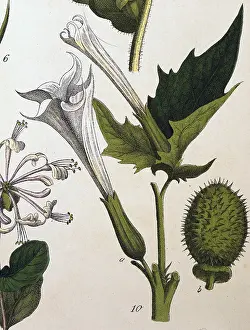 Leafs: Datura blossom