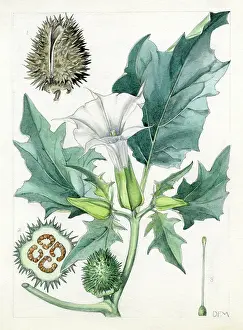 Bentham: Datura stramonium - thorn apple