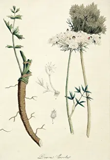 Apiales: Daucus carota, carrot