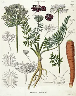 Apiales: Daucus carota, carrot