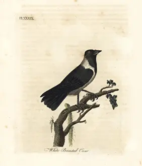 Jackdaw: Daurian jackdaw, Corvus dauuricus