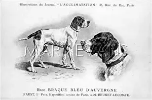 Dauvergne: D'Auvergne Dog