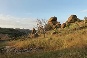 Cholla: Davis Mountains State Park, Texas, USA