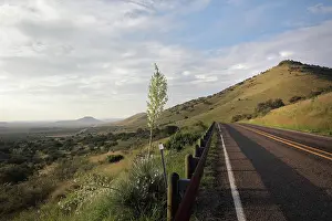 Yucca: Davis Mountains State Park, Texas, USA