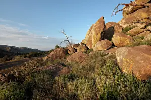 Cholla: Davis Mountains State Park, Texas, USA