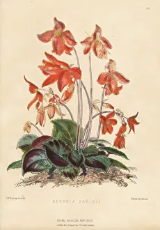 Kings Road: Davis's begonia, Begonia davisii