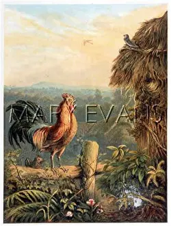 Tucking: THE DAWN CHORUS