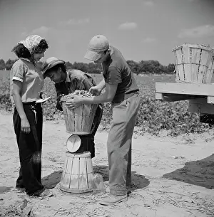 Wolcott: Day Labor - Workers - People - Farm
