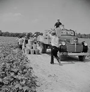 Wolcott: Day Labor - Workers - People - Farm