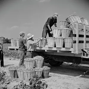 Wolcott: Day Labor - Workers - People - Farm