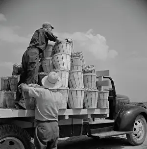 Wolcott: Day Labor - Workers - People - Farm
