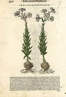 Mattioli: Daylily, Hemerocallis fulva