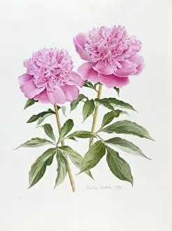 Paeony: Daystar Paeony