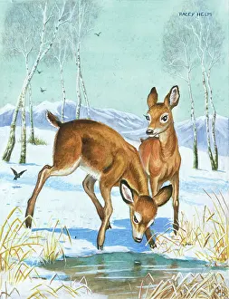 Racey: Ddeer trying to drink from a frozen pool