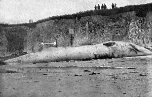 Physalis: Dead beached whale at Birchington, Kent, 1914