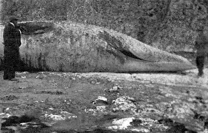 Physalis: Dead beached whale at Birchington, Kent, 1914