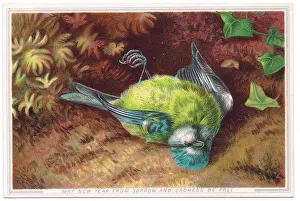 Dead bird on a New Year card