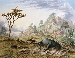 Zululand: Dead Buffalo, by Thomas Baines