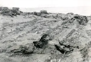 Decomposition: Dead camel in the desert, Middle East, WW1