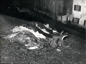 Drown: Dead cattle