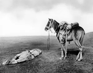 Transylvania: Dead Cavalryman, 1917